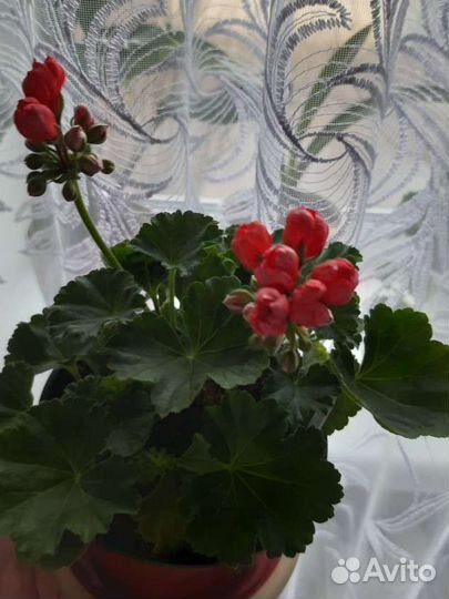 Пеларгония герань сортовая