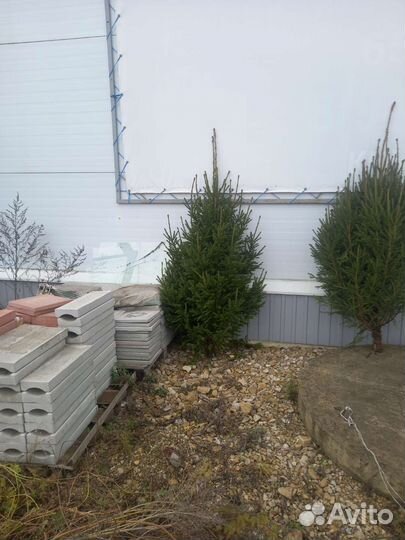 Новогодняя ёлка