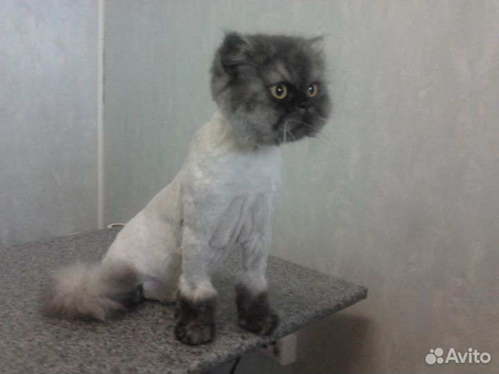 Стрижка ваших любимцев