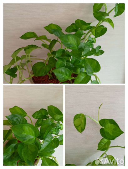 Сциндапсусы,Филодендроны и др