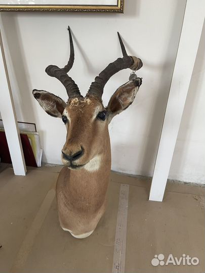 Чучело с дефектами