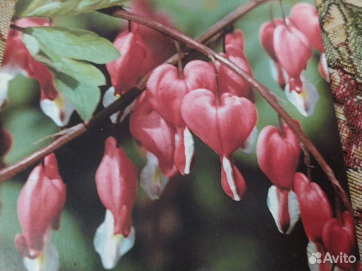 Дицентра великолепная