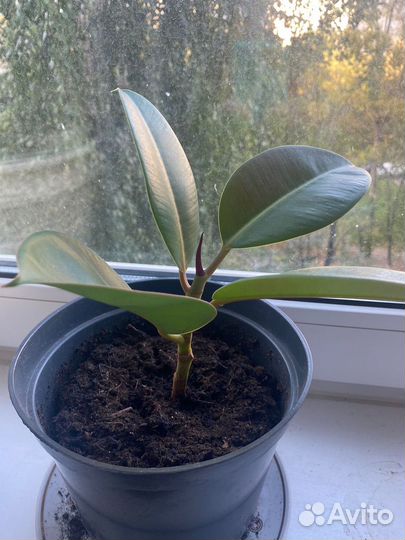 Фикус каучуконосный