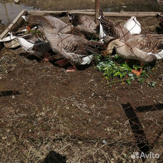 Домашние животные гуси