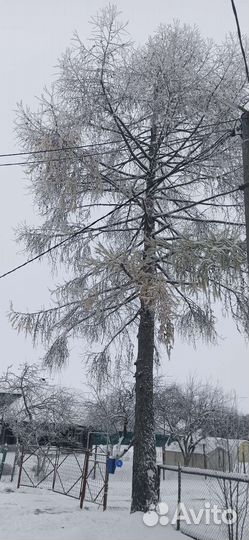 Лиственница