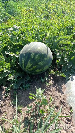 Арбуз оптом