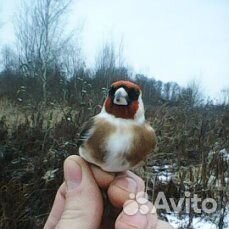 Щеглы обдержаные