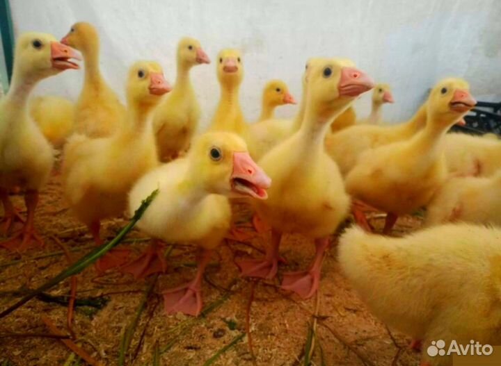 Птичник Ершовский занимается продажей птицы