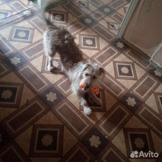 Собака в добрые руки