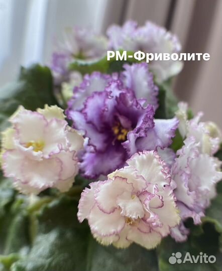 Сортовые фиалки