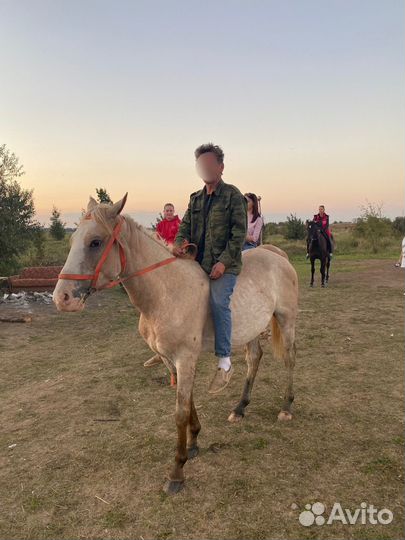 Лошадь