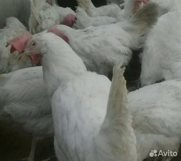 Куры несушки