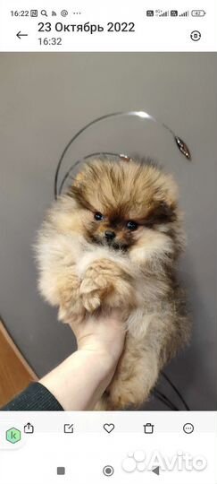Померанский шпиц мини