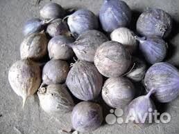 Севок чеснока