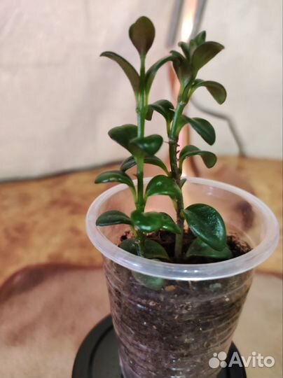 Комнатные растения. Нематантус