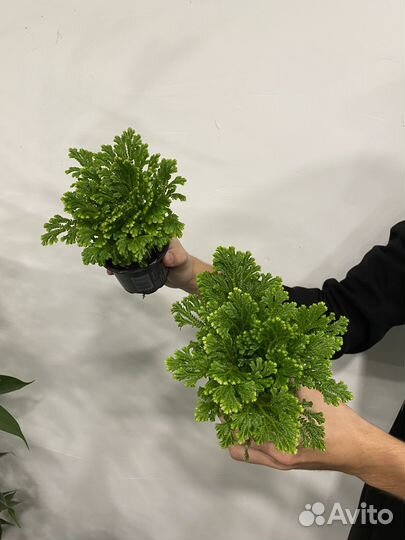 Селагинелла