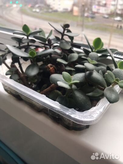 Денежное дерево (толстянка крассула)