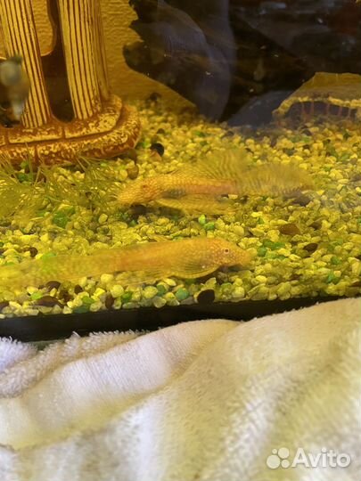 Стеклянные сомы