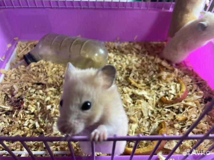 Сирийские хомячки малыши Самарская область