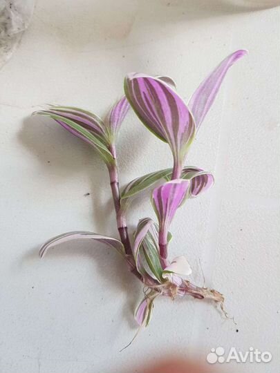 Традесканция зебрина Пинк Хилл Рио розовый