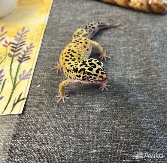 Ящерица эублефар