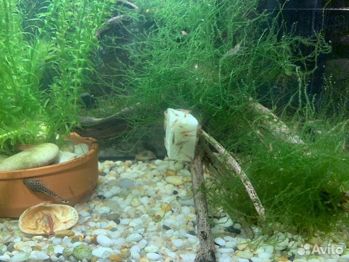 Креветки,сомы коридорос и анцитрусы,меченосцы