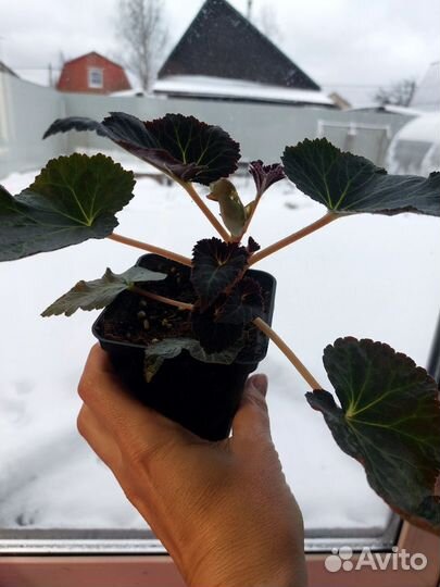 Бегония Беллекония