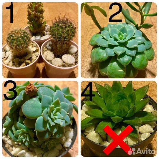 Суккуленты