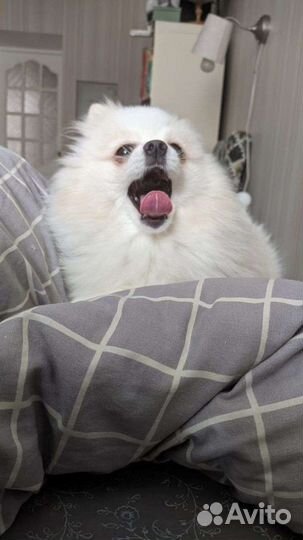 Передержка животных