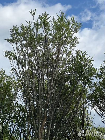 Ива ломкая 'Bullata'