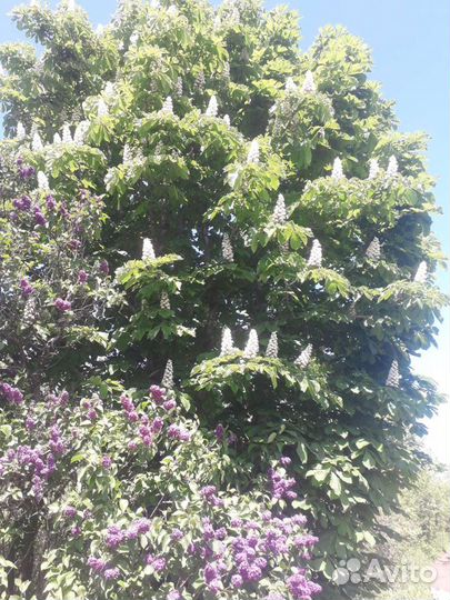 Каштан саженцы,клен,калина,слива