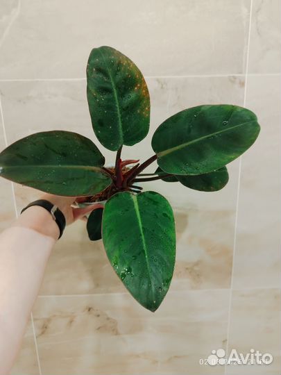 Филодендрон Рэд Конго