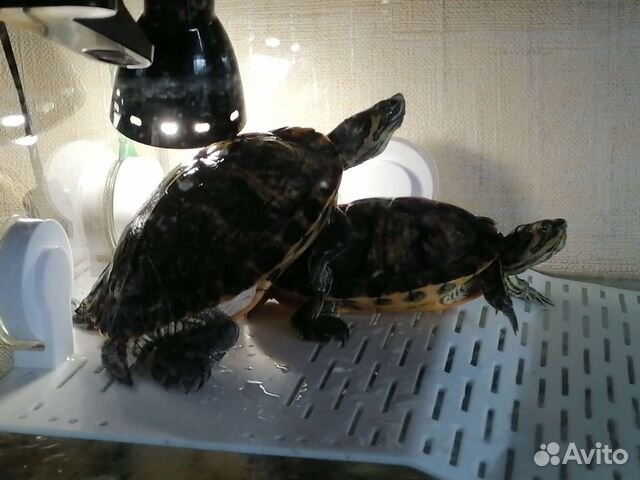 Красноухие черепахи с аквариумом и полный комплект объявление продам