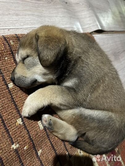 Щенки лабрадора