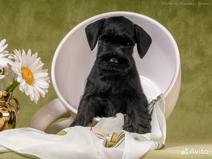 Цвергшнауцер