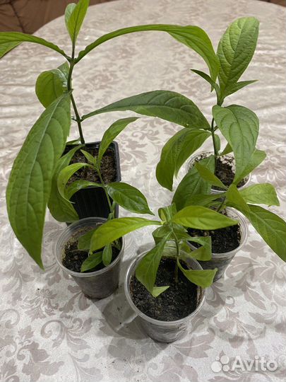 Пахистахис (кукурузка)