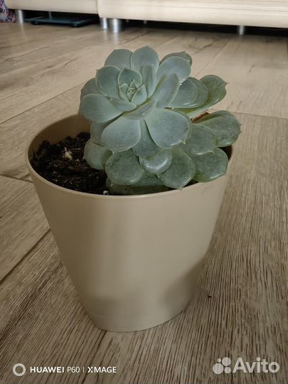 Кактусы и суккуленты