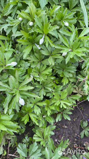 Цветы многолетники