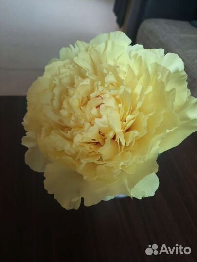 Пион ито-гибрид Sonoma Halo