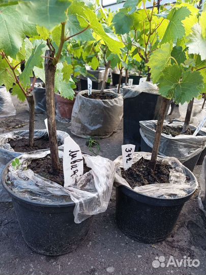 Саженцы винограда