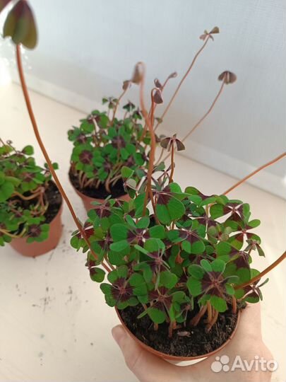 Кислица Оксалис