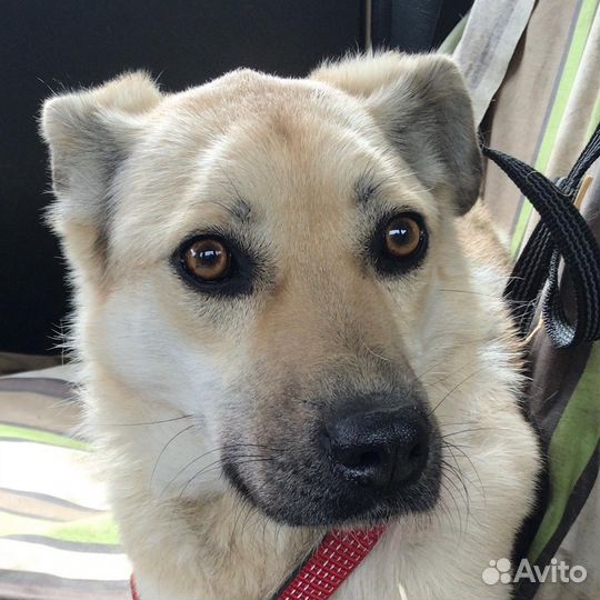 Буся милая собачка из приюта