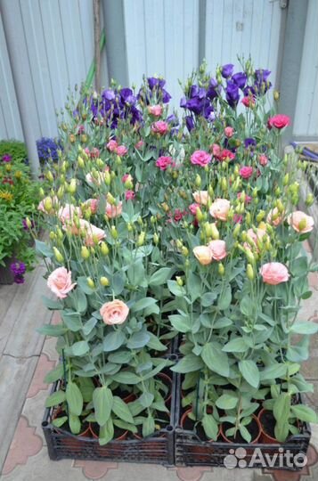 Эустома рассада