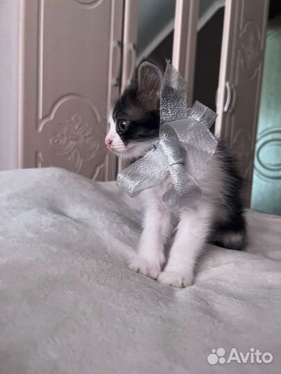 Котята в добрые руки бесплатно