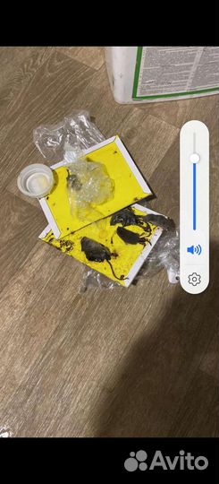 Дезинсекция дезинфекция дератизация