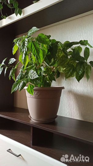 Гибискус 10 лет