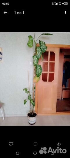 Диффенбахия