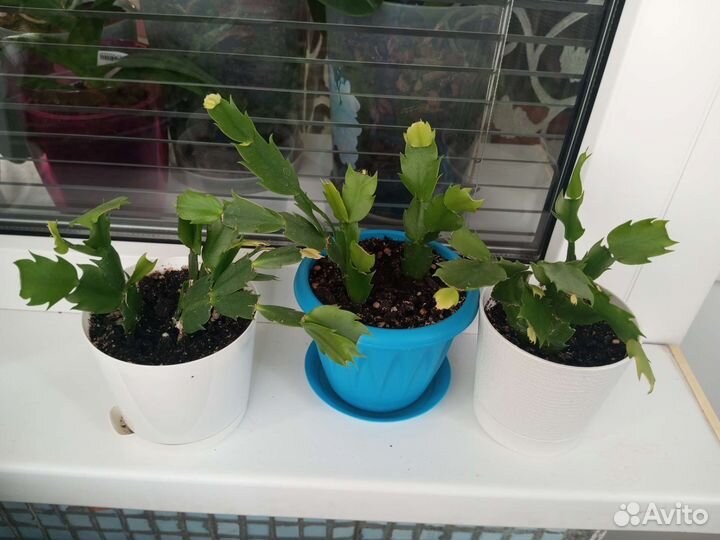 Розово-белый декабрист в горшке