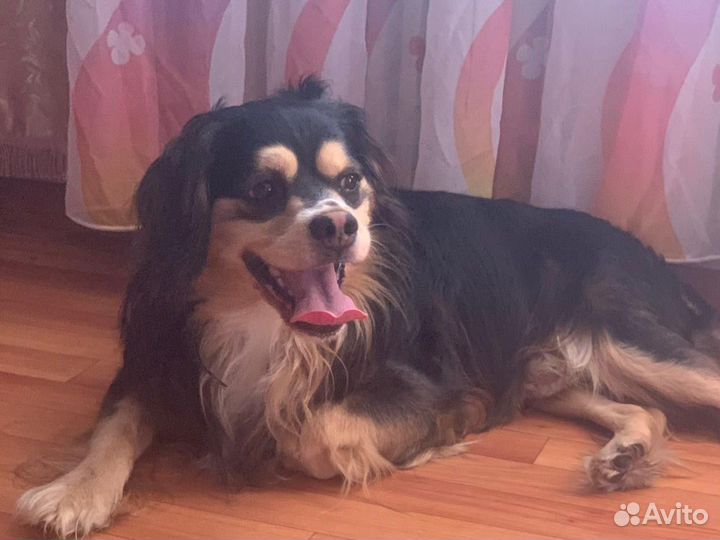 Маленькая собака в добрые руки бесплатно