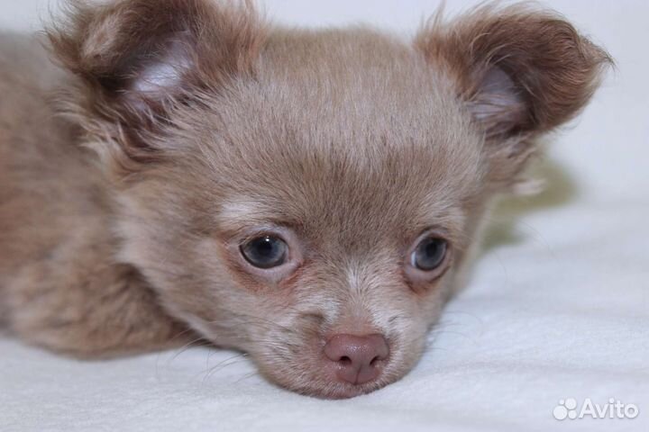 Лиловая кроха